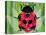 Lady Bug-Teofilo Olivieri-Premier Image Canvas