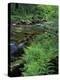 Lady Fern, Lyman Brook, The Nature Conservancy's Bunnell Tract, New Hampshire, USA-Jerry & Marcy Monkman-Premier Image Canvas