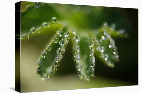Lady's Mantle, Alchemilla, Dewdrops, Close-Up-Alfons Rumberger-Premier Image Canvas