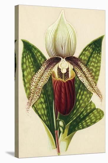 Lady S Slipper Orchid Photographic Print Sheila Terry Art Com