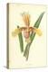 Lady's Slipper-Frederick Edward Hulme-Premier Image Canvas