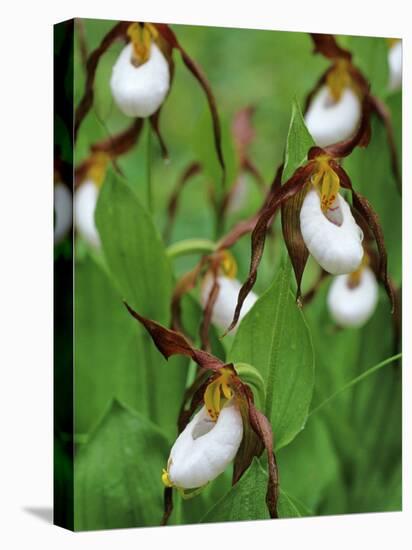 Lady Slippers in the Flathead National Forest, Montana, USA-Chuck Haney-Premier Image Canvas