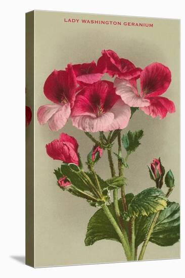 Lady Washington Geranium-null-Stretched Canvas