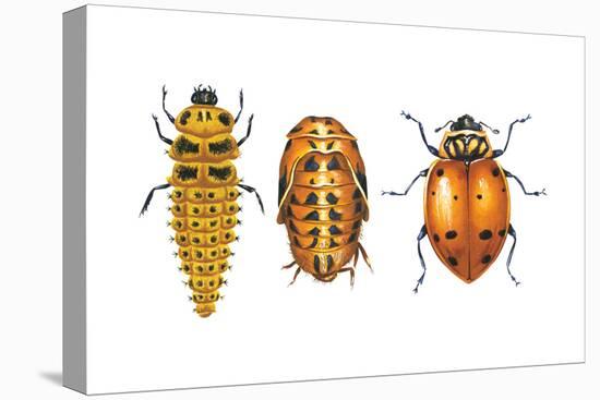 Ladybird Beetle Larva, Pupa and Adult (Coccinellidae), Ladybug, Insects-Encyclopaedia Britannica-Stretched Canvas