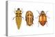 Ladybird Beetle Larva, Pupa and Adult (Coccinellidae), Ladybug, Insects-Encyclopaedia Britannica-Stretched Canvas