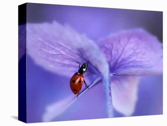 Ladybird on Purple Hydrangea-Ellen Van-Premier Image Canvas