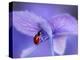 Ladybird on Purple Hydrangea-Ellen Van-Premier Image Canvas