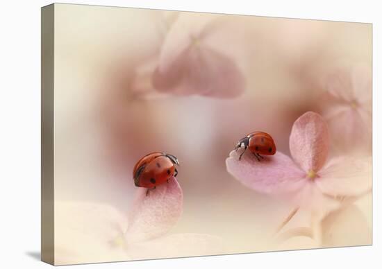 Ladybirds On Pink Hydrangea.-Ellen Van Deelen-Stretched Canvas