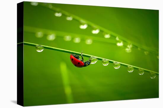 Ladybug And Waterdrops-silver-john-Premier Image Canvas