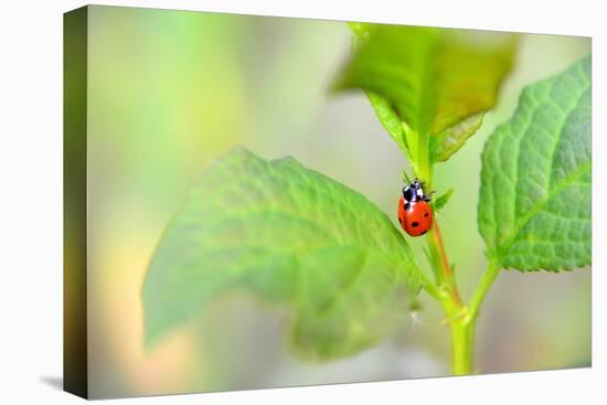 Ladybug Crawling Up the Plant-Oleksandr Zheltobriukh-Premier Image Canvas