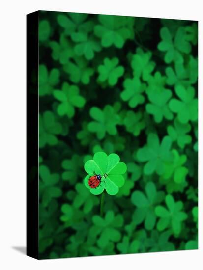 Ladybug on Four Leaf Clover-Bruce Burkhardt-Premier Image Canvas