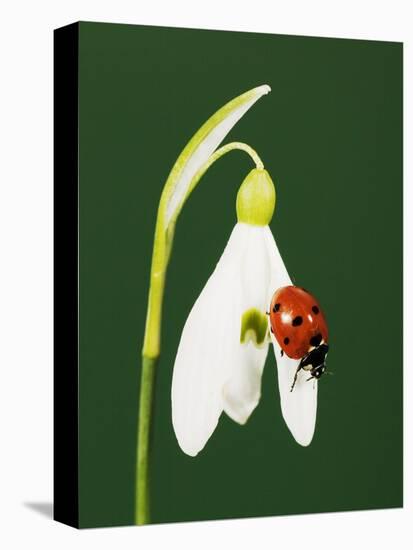 Ladybug on Snowflake Flower-Naturfoto Honal-Premier Image Canvas
