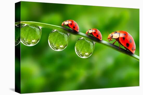 Ladybugs Family On A Dewy Grass. Close Up With Shallow Dof-Kletr-Premier Image Canvas