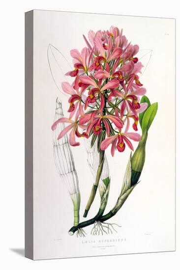 Laelia Superbiens-Porter Design-Premier Image Canvas