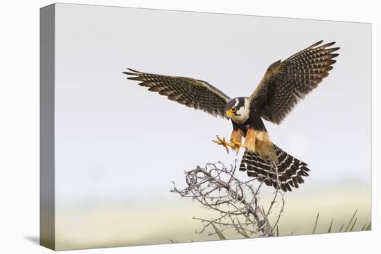 Laguna Atascosa Nwr, Texas. Aplomado Falcon Landing on Yucca-Larry Ditto-Premier Image Canvas