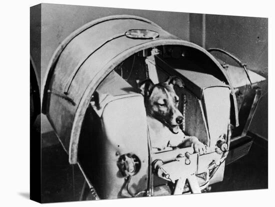 Laika, Russian Cosmonaut Dog, 1957-null-Premier Image Canvas