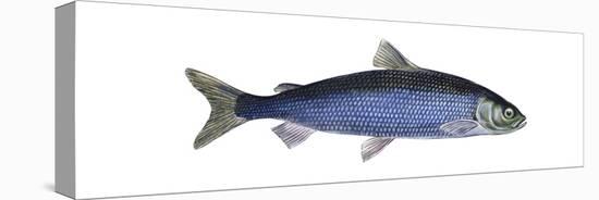 Lake Herring (Coregonus Artedi), Fishes-Encyclopaedia Britannica-Stretched Canvas
