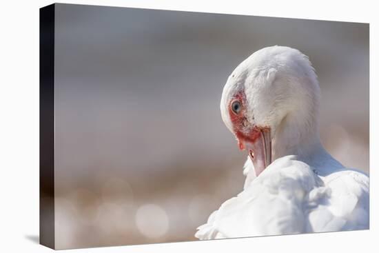 Lake Malawi duck, Lake Malawi, Malawi, Africa-Ashley Morgan-Premier Image Canvas