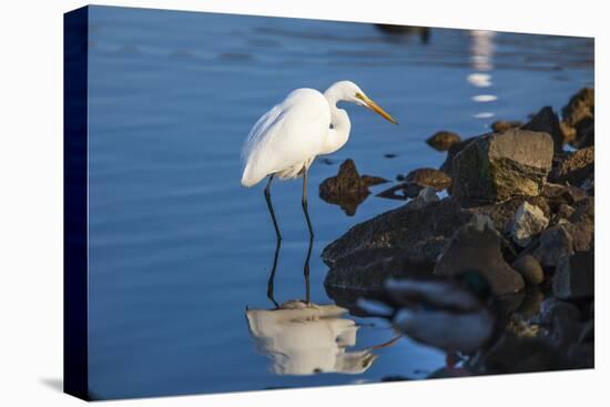 Lake Murray. San Diego, California. a Great Egret Prowling the Shore-Michael Qualls-Premier Image Canvas