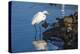 Lake Murray. San Diego, California. a Great Egret Prowling the Shore-Michael Qualls-Premier Image Canvas