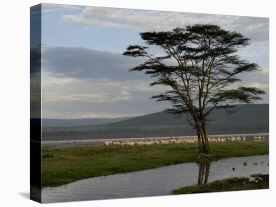 Lake Nakuru National Park, Kenya, East Africa, Africa-Groenendijk Peter-Premier Image Canvas