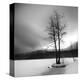 Lake of Woods Tree I-Shane Settle-Stretched Canvas