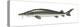 Lake Sturgeon (Acipenser Fulvescens), Fishes-Encyclopaedia Britannica-Stretched Canvas