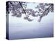 Lake Tazawa and Cherry Blossoms-null-Premier Image Canvas