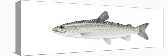 Lake Trout (Salvelinus Namaycush), Fishes-Encyclopaedia Britannica-Stretched Canvas