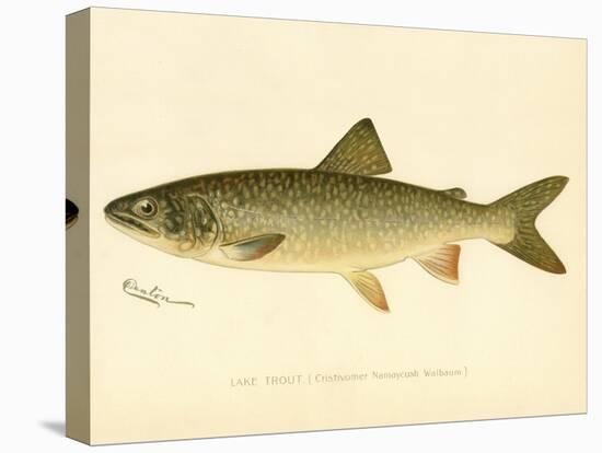 Lake Trout-null-Premier Image Canvas