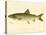 Lake Trout-null-Premier Image Canvas