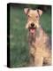 Lakeland Terrier Portrait-Adriano Bacchella-Premier Image Canvas