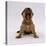 Lakeland Terrier X Border Collie, 4-Week Puppy Yawning-Jane Burton-Premier Image Canvas