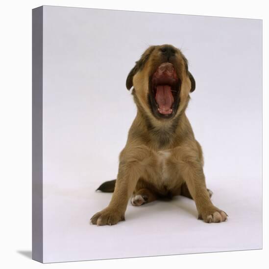 Lakeland Terrier X Border Collie, 4-Week Puppy Yawning-Jane Burton-Premier Image Canvas