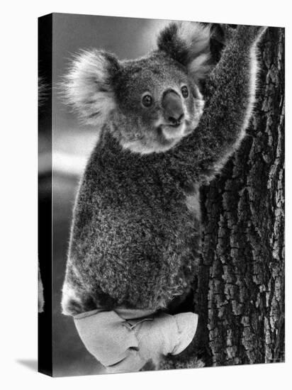 Lally the Koala with a Broken Leg Which She Receive During Trying to Escape a Bush Fire-null-Premier Image Canvas