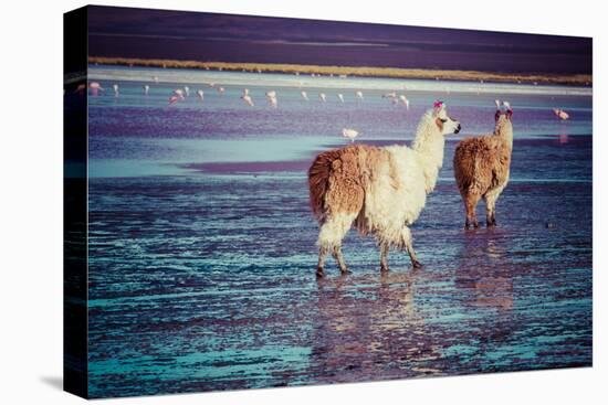 Lama on the Laguna Colorada, Bolivia-Curioso Travel Photography-Premier Image Canvas