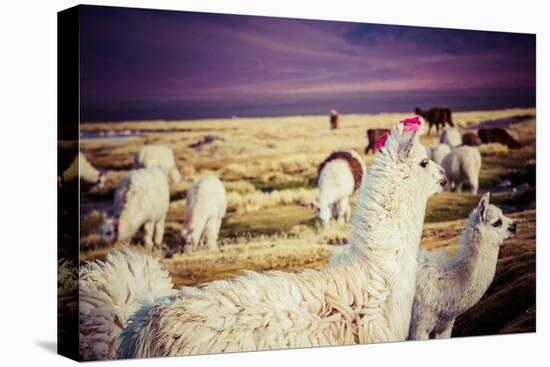Lama on the Laguna Colorada, Bolivia-Curioso Travel Photography-Premier Image Canvas