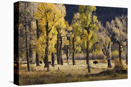 Lamar Valley Bison, Yellowstone-Ken Archer-Premier Image Canvas