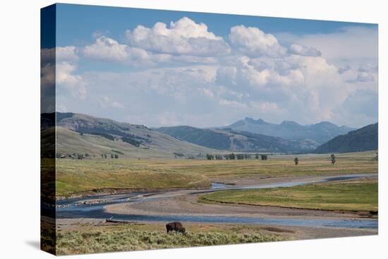 Lamar Valley Bison-Alan Majchrowicz-Premier Image Canvas