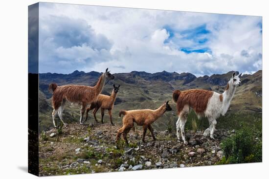 Lamas Family in El Cajas National Park, Ecuador-brizardh-Premier Image Canvas