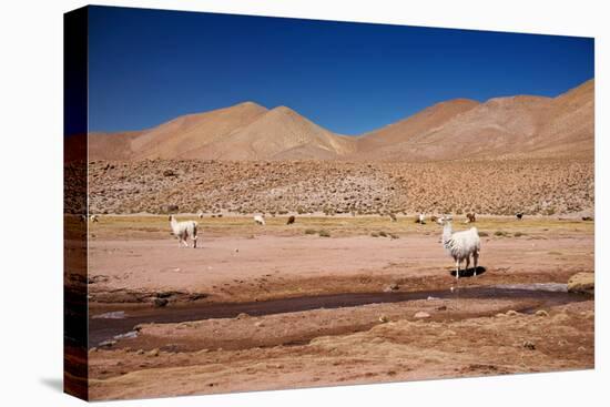 Lamas in Atacama Desert, Chile-Nataliya Hora-Premier Image Canvas