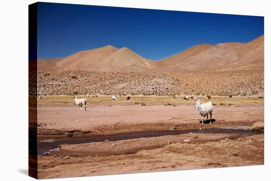 Lamas in Atacama Desert, Chile-Nataliya Hora-Premier Image Canvas