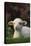 Lamb in Grass-DLILLC-Premier Image Canvas