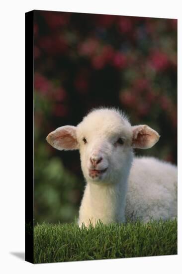 Lamb in Grass-DLILLC-Premier Image Canvas