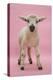 Lamb Portrait-Mark Taylor-Premier Image Canvas