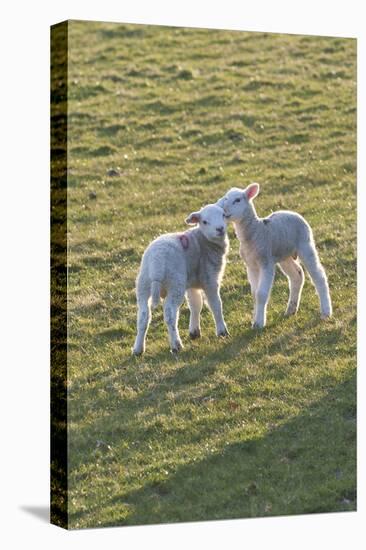 Lambs Play in a Field, Powys, Wales, United Kingdom-Graham Lawrence-Premier Image Canvas