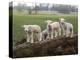 Lambs Playing on a Log in Stourhead Parkland, South Somerset, Somerset, England, United Kingdom-null-Premier Image Canvas