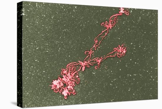 Lampbrush Chromosomes, TEM-Science Photo Library-Premier Image Canvas