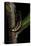 Lampyris Noctiluca (Common Glow-Worm)-Paul Starosta-Premier Image Canvas