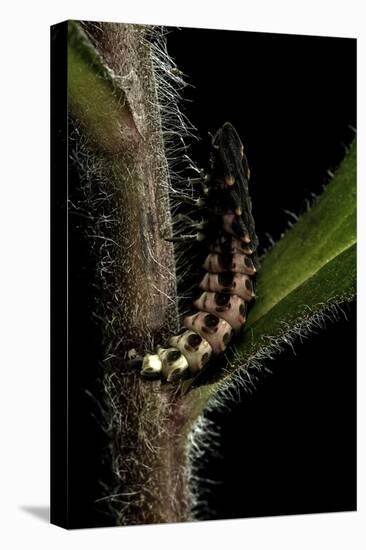 Lampyris Noctiluca (Common Glow-Worm)-Paul Starosta-Premier Image Canvas